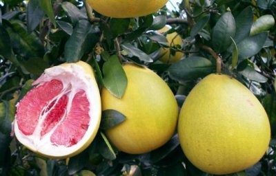 ​柚子营养价值及食用禁忌 挑柚子的方法