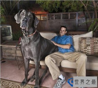 ​世界上最大的狗，英国大乔治(高2.2米/重111斤)