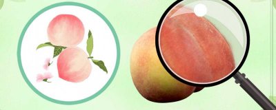 ​水蜜桃的营养价值及营养成分