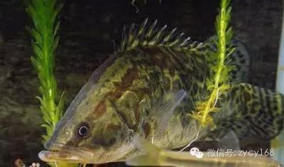 ​桂鱼菜谱大全（20道桂鱼菜品做法大全）