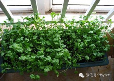 ​香菜种植技术方法与管理（叶菜类栽培方法--香菜）