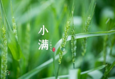 ​小满这天要吃什么菜的习俗（明日小满要懂得忌嘴）