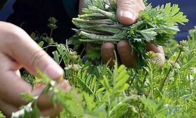 ​野菜的营养价值 野苋菜的好吃做法简单易学哦