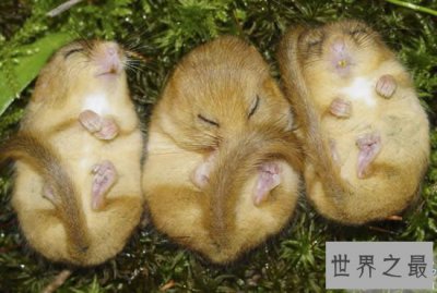 ​冬眠时间最长的动物，睡鼠(长达9个月/往往被饿死)