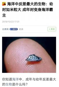 ​六眼飞鱼 这种鱼在史书中少有记载
