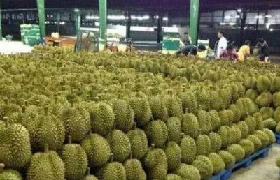 ​榴莲有水是不是坏了（榴莲出水了是坏了吗）