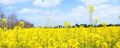 ​三月去哪里看油菜花比较好