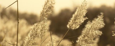 ​白露为霜蒹葭苍苍啥意思