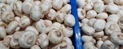 ​口蘑的营养价值及营养成分