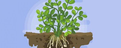 ​花生的营养价值及营养成分
