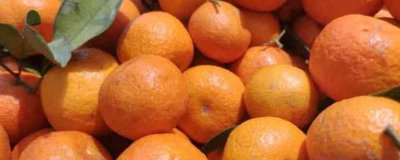 ​蜜桔的营养价值及营养成分