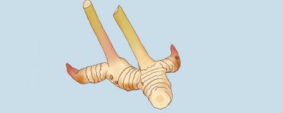 ​鲜姜的营养价值及营养成分