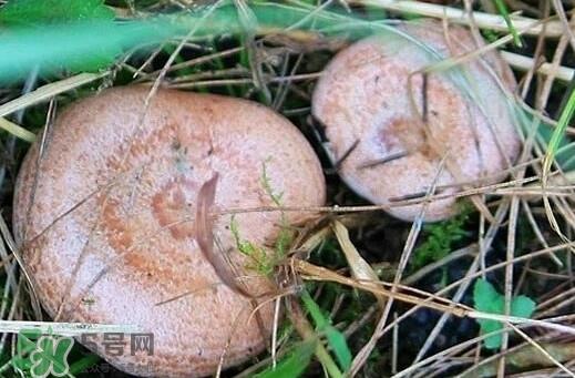 重阳菌怎么做好吃？吃重阳菌有什么好处