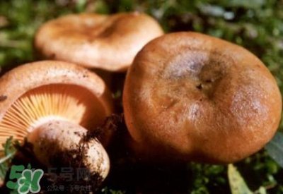 ​重阳菌怎么做好吃？吃重阳菌有什么好处