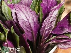 吃血皮菜有什么好处?血皮菜的功效与禁忌