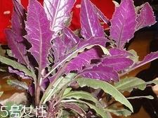 吃血皮菜有什么好处?血皮菜的功效与禁忌