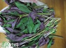 吃血皮菜有什么好处?血皮菜的功效与禁忌