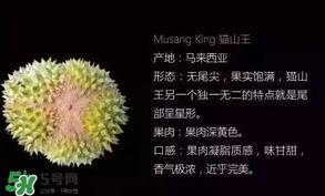 金枕头和猫山王哪个好？金枕头和猫山王的区别