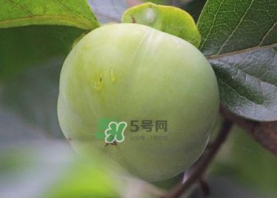 ​柿子叶能降血糖吗？青柿子的功效与作用
