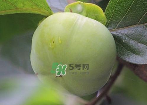 柿子叶能降血糖吗？青柿子的功效与作用