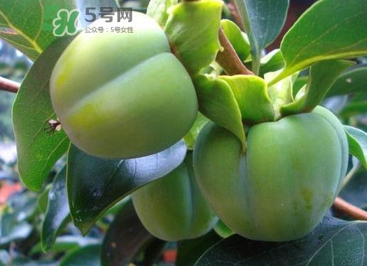 柿子叶能降血糖吗？青柿子的功效与作用