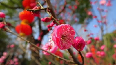 ​常州一日游最佳地方（常州必去的13个免费景点）