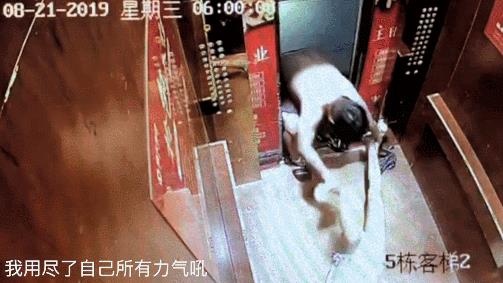 Anglebaby被爆出轨成性？遭黄晓明暴打？