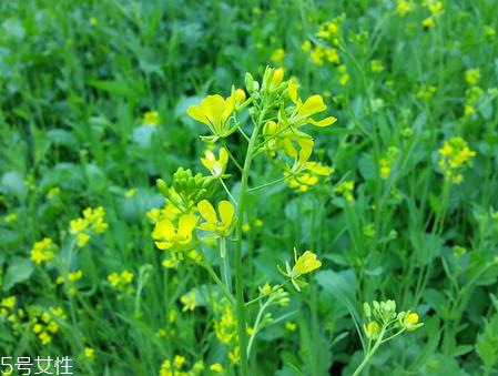 菜籽油是发物吗 菜油很温和