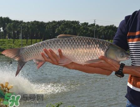 脆肉鲩可以做酸菜鱼吗？脆肉鲩什么季节有