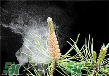 松花粉怎么辨别真假?松花粉什么人可以吃?