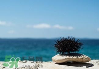 海胆怎么吃?海胆好吃吗?