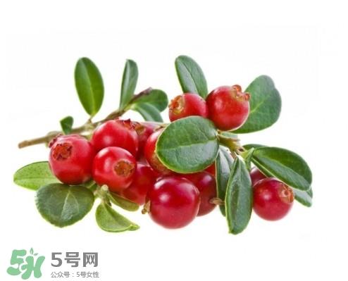 蔓越莓在中国有吗？蔓越莓怎么辨别真假