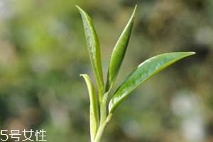 班章茶为何那么贵 班章茶是生茶贵还是熟茶贵