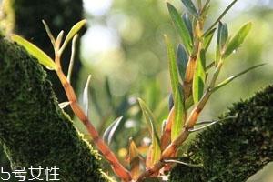 石斛为什么是苦的 原因解析