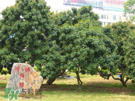 增城挂绿荔枝树在哪?增城挂绿荔枝长什么样?