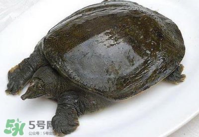 ​脚鱼有灵性吗？脚鱼吃了有什么好处