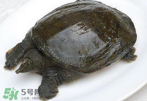 脚鱼有灵性吗？脚鱼吃了有什么好处