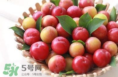 三华李种植几年可挂果？三华李什么时候种植