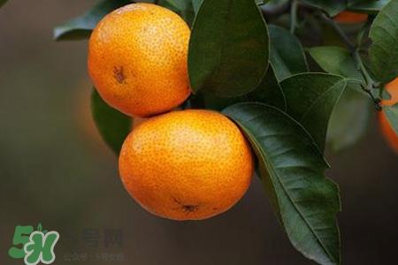 橘子变苦是怎么回事？橘子为什么会变苦？