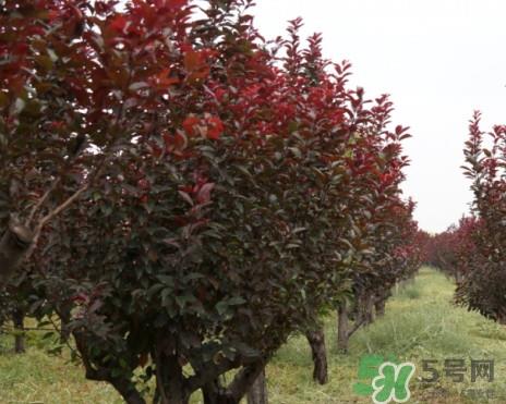 紫叶李什么时候开花？紫叶李什么时候成熟