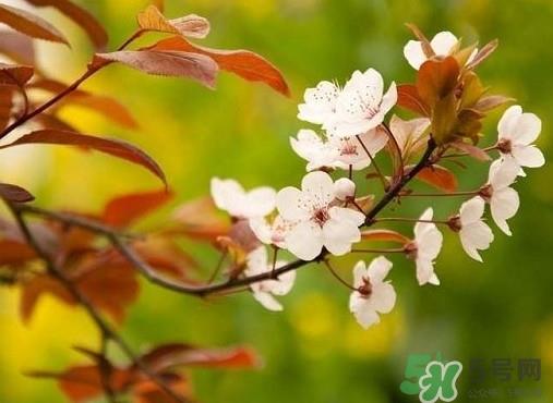 紫叶李什么时候开花？紫叶李什么时候成熟
