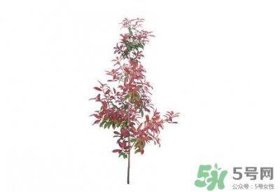 ​紫叶李什么时候开花？紫叶李什么时候成熟