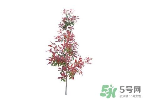 紫叶李什么时候开花？紫叶李什么时候成熟