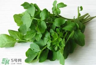 西洋菜是凉性的吗？西洋菜是性寒的菜吗