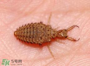 蚁狮价格多少钱一斤？蚁狮多少钱一克？