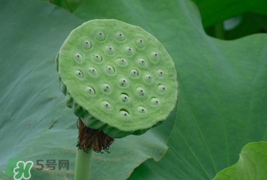 莲蓬和莲藕一样吗？莲蓬和莲藕的区别