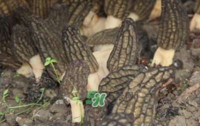 ​野生羊肚菌多少钱一斤？干羊肚菌多少钱一斤