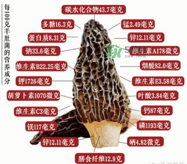 野生羊肚菌多少钱一斤？干羊肚菌多少钱一斤