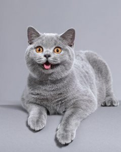​关于憨厚呆萌的大脸猫-英短，你了解多少？