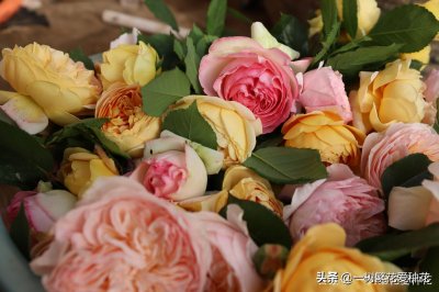 ​8种爱长红蜘蛛月季，月季病虫害王者，叶片斑斑点点，还影响开花